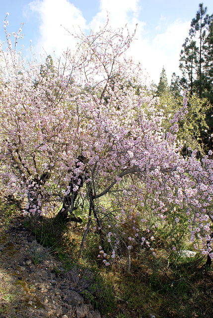 mandelbäume in voller Blüte. ©UdoSm