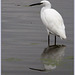 Aigrette  Garzette