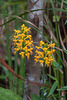 Platanthera cristata (Crested Fringed orchid)