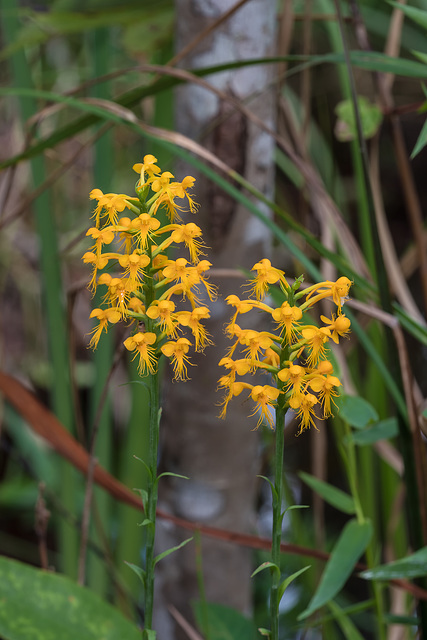 Platanthera cristata (Crested Fringed orchid)