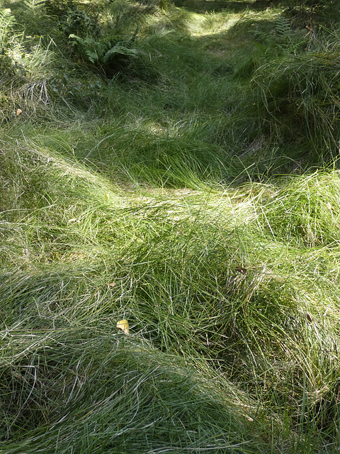 Waldboden