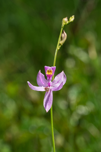 Calopogon pallidus (Pale Grass-pink orchid)