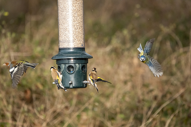 Chaffinch and blue tit with goldfinch