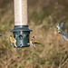 Chaffinch and blue tit with goldfinch