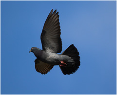 EF7A3324 Feral Pigeon