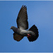 EF7A3324 Feral Pigeon