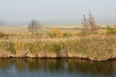 Kühe im Nebel