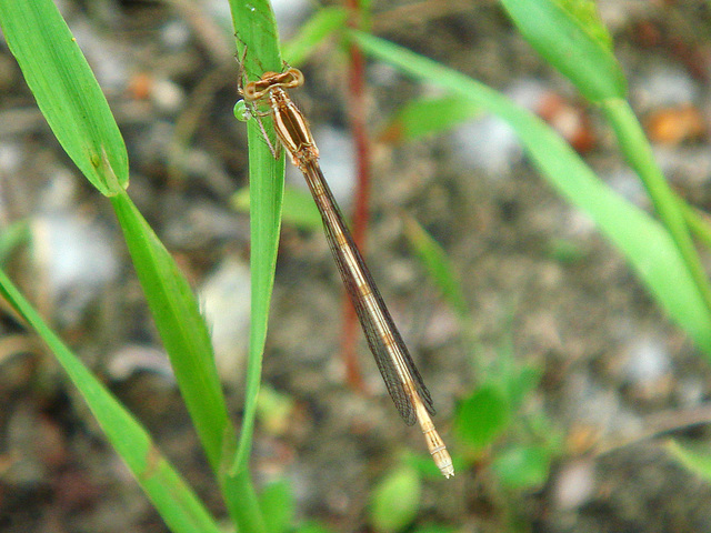 Common Winter Damselfly f (Sympecma fusca) 08-06-2010 09-13-43