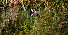 Dipping Duck