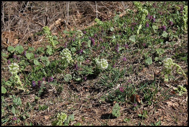 association de Petasites et Corydalis  (2)