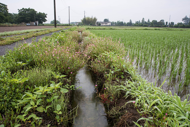 Paddy fields in rainy season