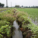 Paddy fields in rainy season