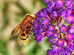 Volucella zonaria