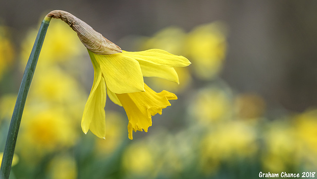 Daffodil