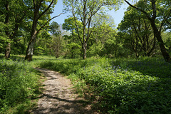 Carstramon Woods