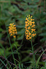 Platanthera cristata (Crested Fringed orchid)