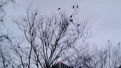 downtown crows in trees