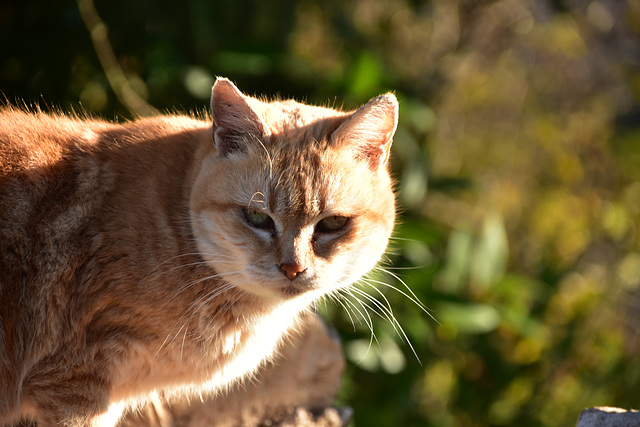 chat le rouquin