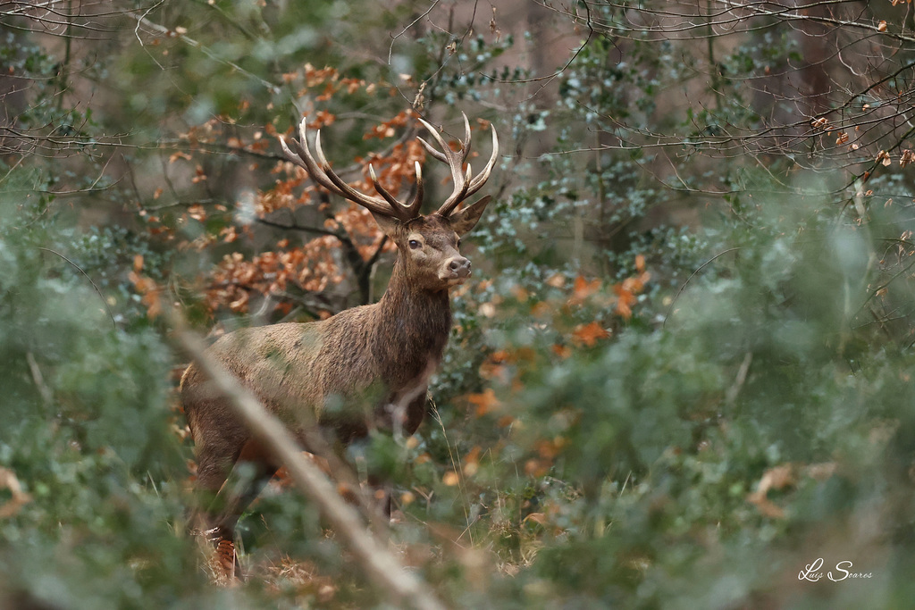 Dans le massif de Fontainebleau...