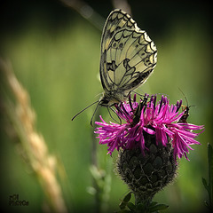 Sur sa fleur