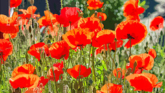 Mohnblumen vor unserer Haustür,...