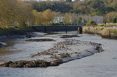 la halte à marée basse la halte à marée basse