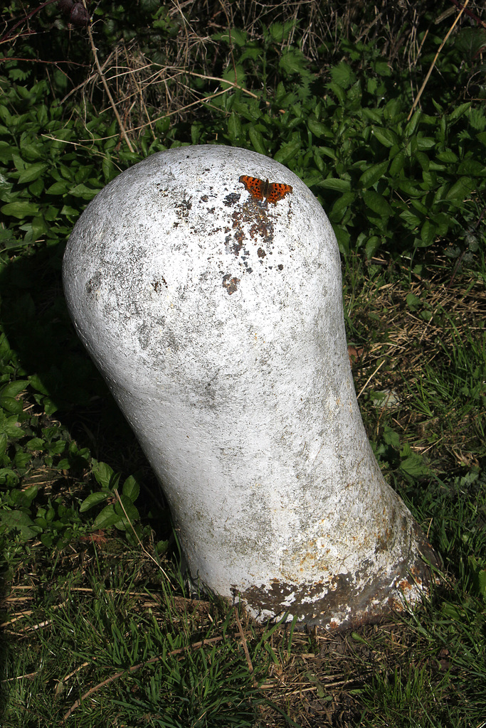 Bollard & Butterfly