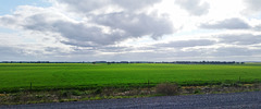 Wimmera wheat fields