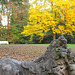 Herbst im Park