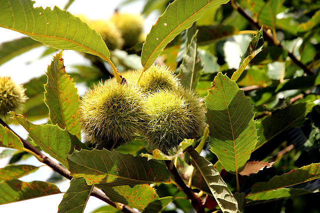 Maronen, sweet chestnuts (PIP or Pic in Pic))