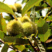 Maronen, sweet chestnuts (PIP or Pic in Pic))