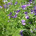 Fleurs d'estives