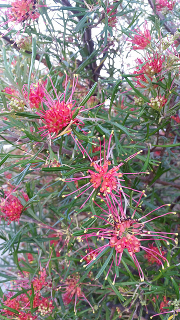 Grevillea winparra gem