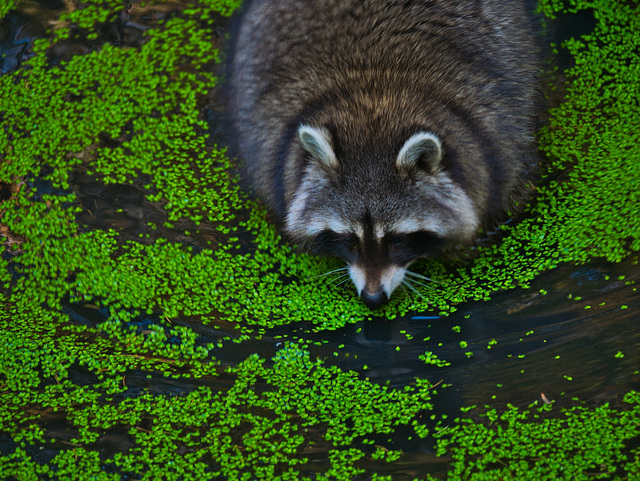 Waschbär (PiP)