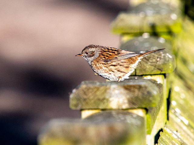 Dunnock