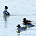 Goldeneye ducks (Bucephala)