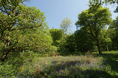Bluebells In Carstramon Woods