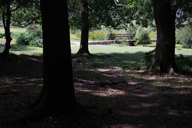 Forest Bridge