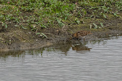 Snipe at Wath Ings Hide