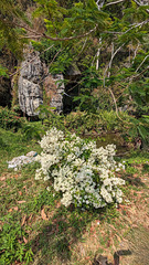 Fleurs de lieu de culte / Worship site flowers