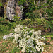 Fleurs de lieu de culte / Worship site flowers