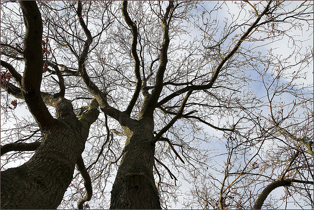 Salut vieilles branches