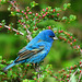 Indigo Bunting