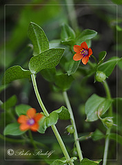 Mezei tikszem (Anagallis arvensis)