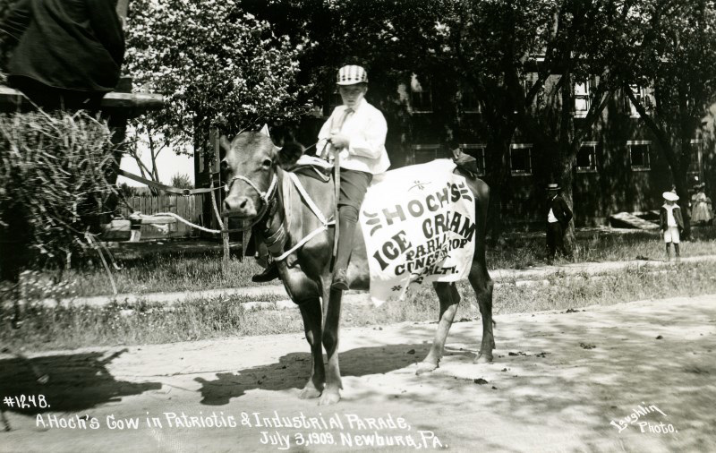 Hoch's Ice Cream Parlor Cow, Patriotic and Industrial Parade, Newburg, Pa., July 3, 1909