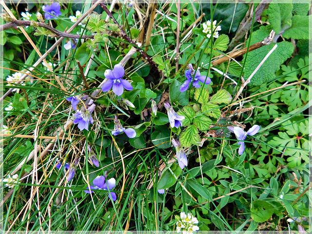 Violettes au bord du GR 34