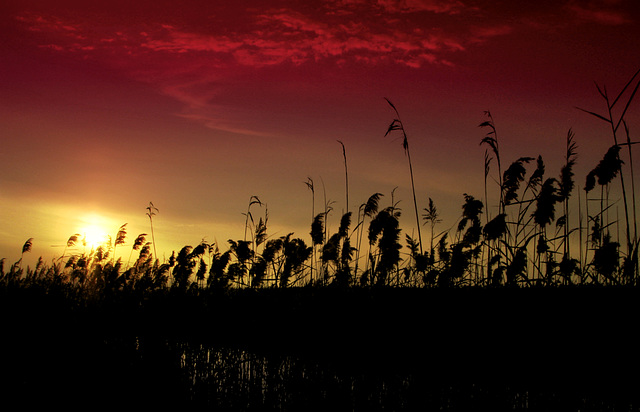 A hot summer's evening