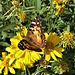 29 A NEW BUTTERFLY TO HERE !WEST COAST LADY (VANNESSA ANNABELLA ) NOW 54 SPECIES OF BUTTERFLY HERE