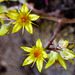 Sedum flowers