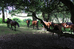 New Forest Pony's